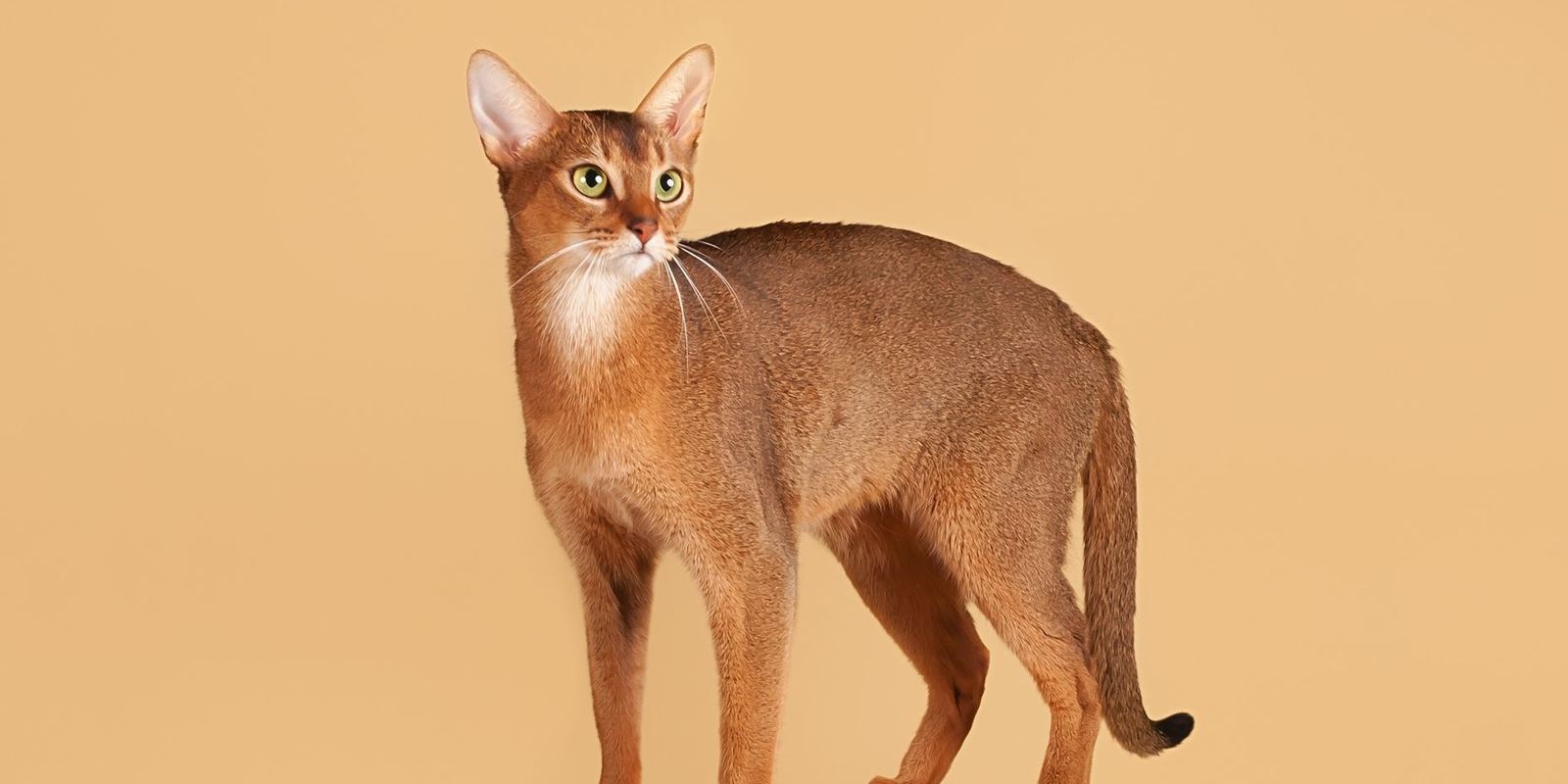 A ruddy Abyssinian cat with large ears and a ticked coat