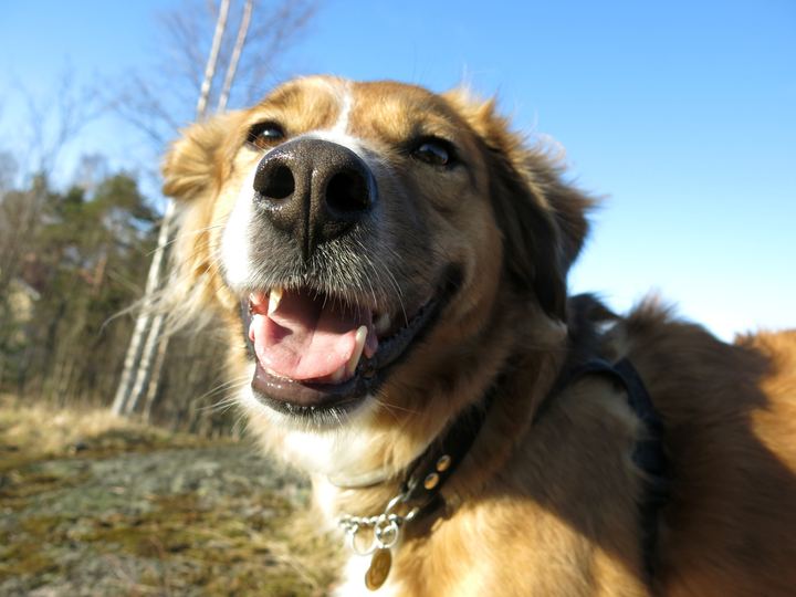 Adopting a Pet