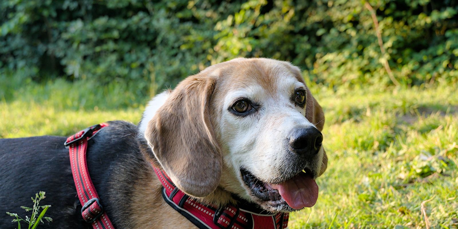 A tricolour Beagle standing in a grassy field
