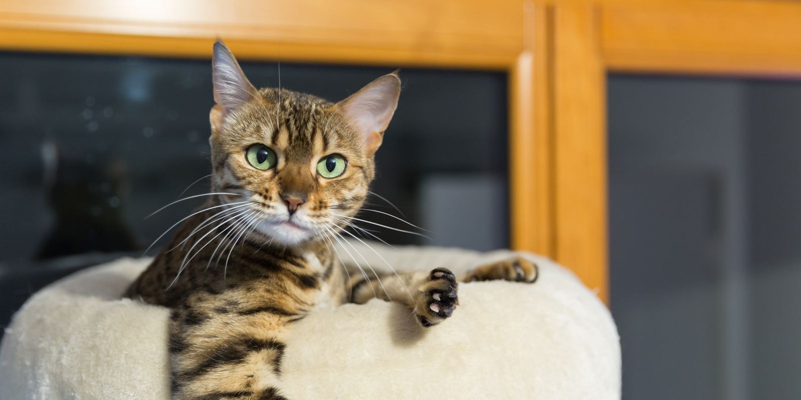 A spotted brown Bengal cat looking alert