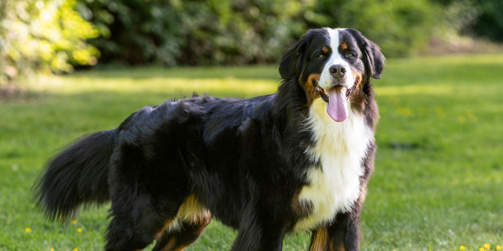 A tricolour Bernese Mountain Dog lying in green grass