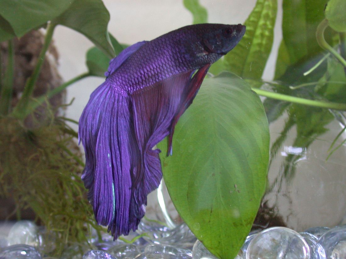 A purple-blue betta swimming among green aquarium plants
