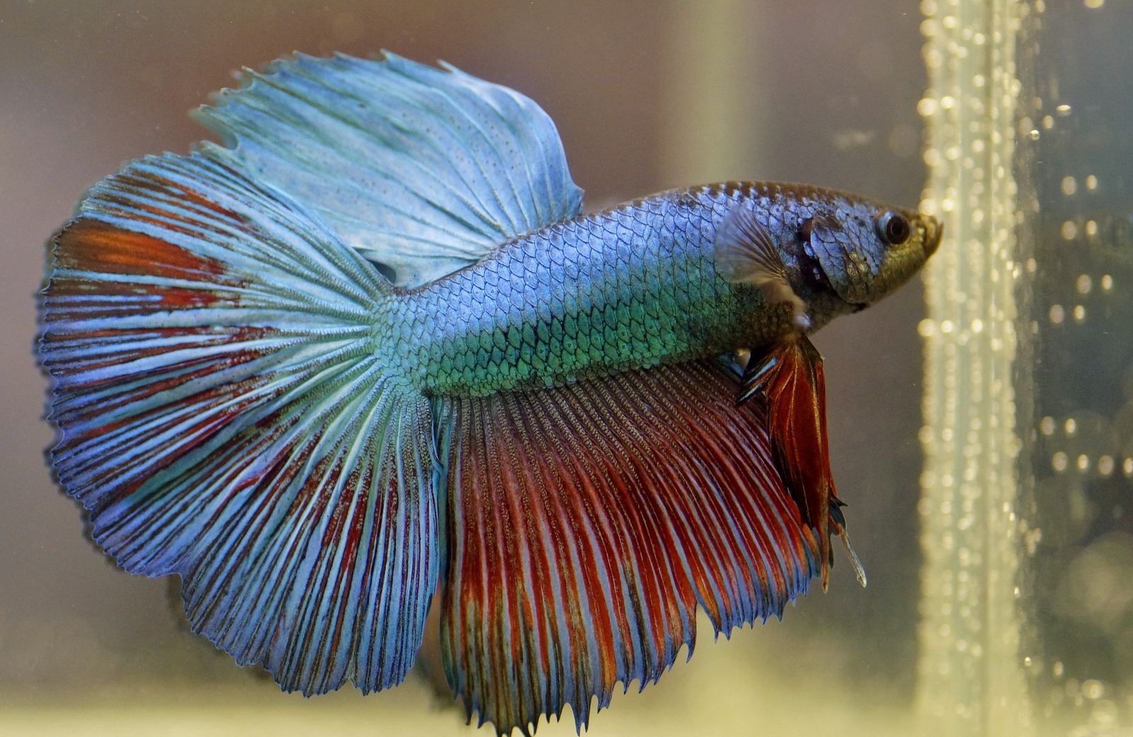 A male betta fish with long flowing blue and red fins in an aquarium