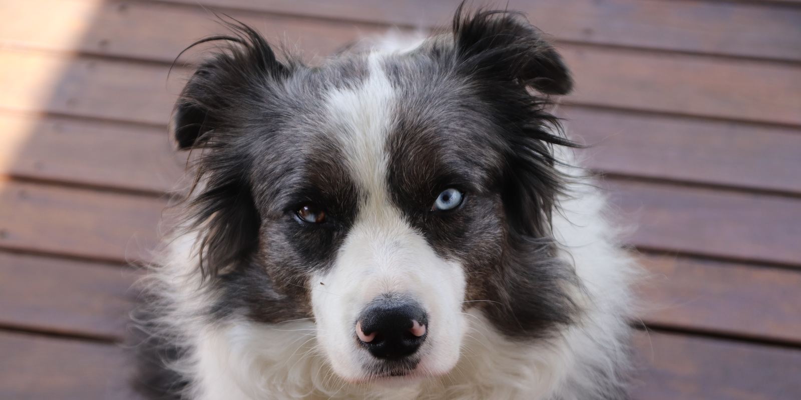 A black and white Border Collie looking at the camera