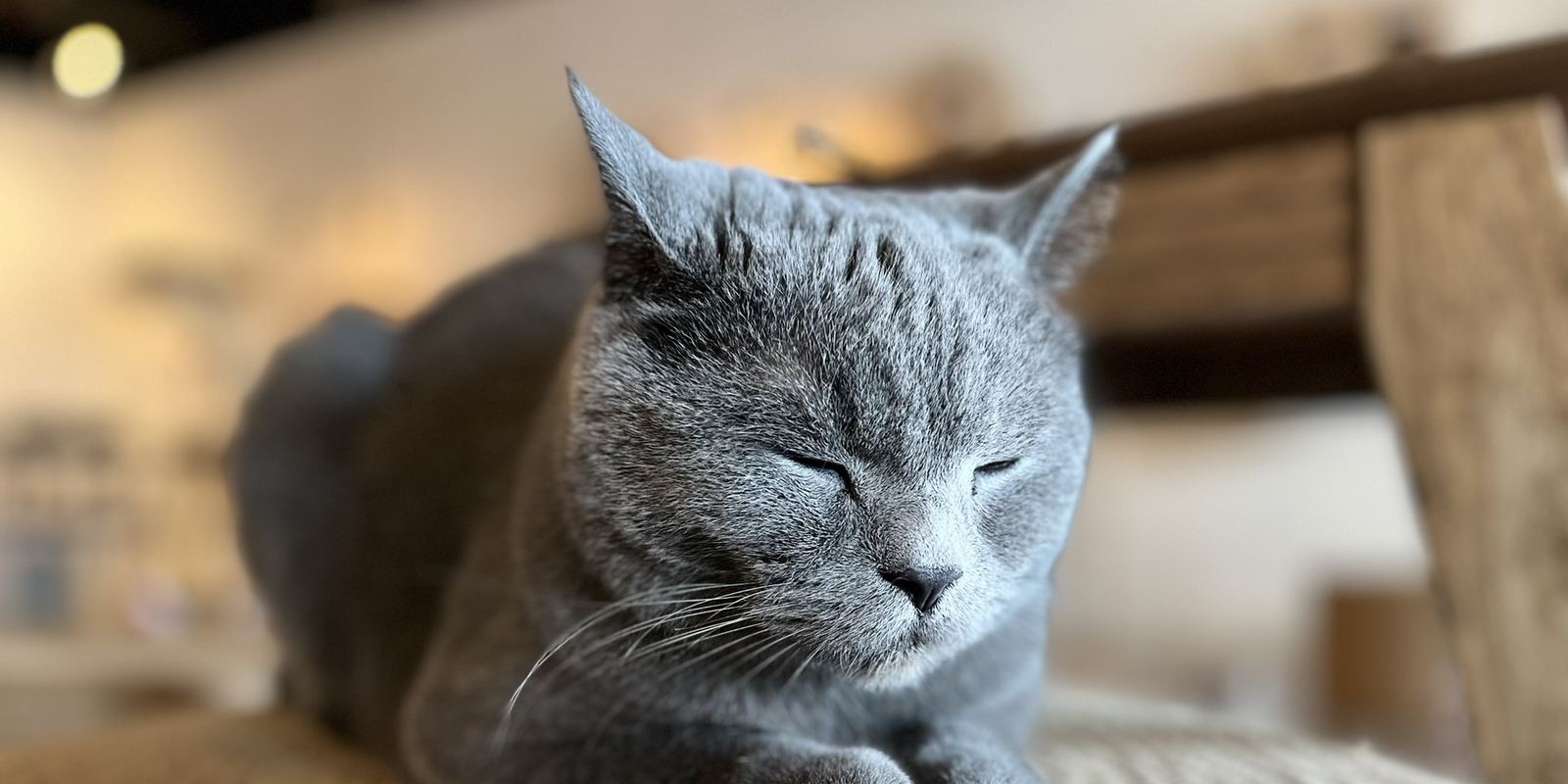 A grey British Shorthair cat resting with its eyes closed