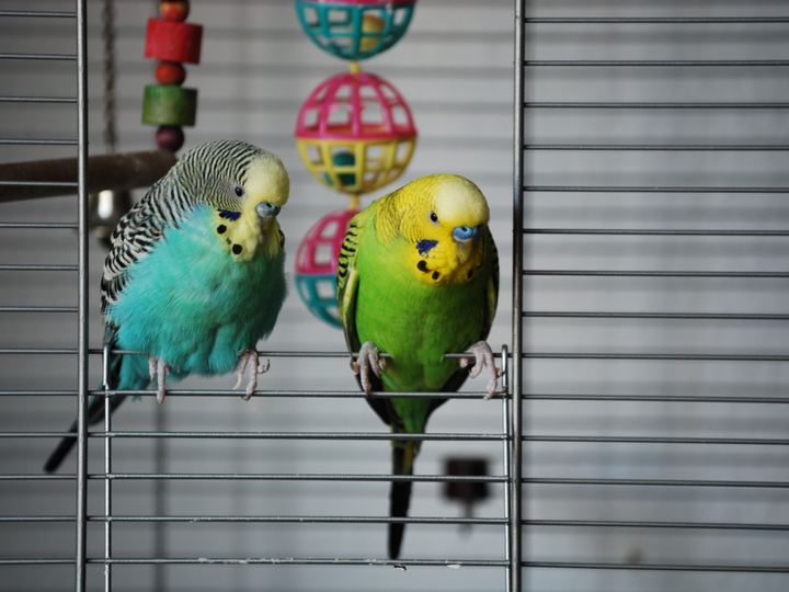 Budgies
