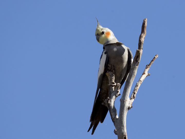 Cockatiels