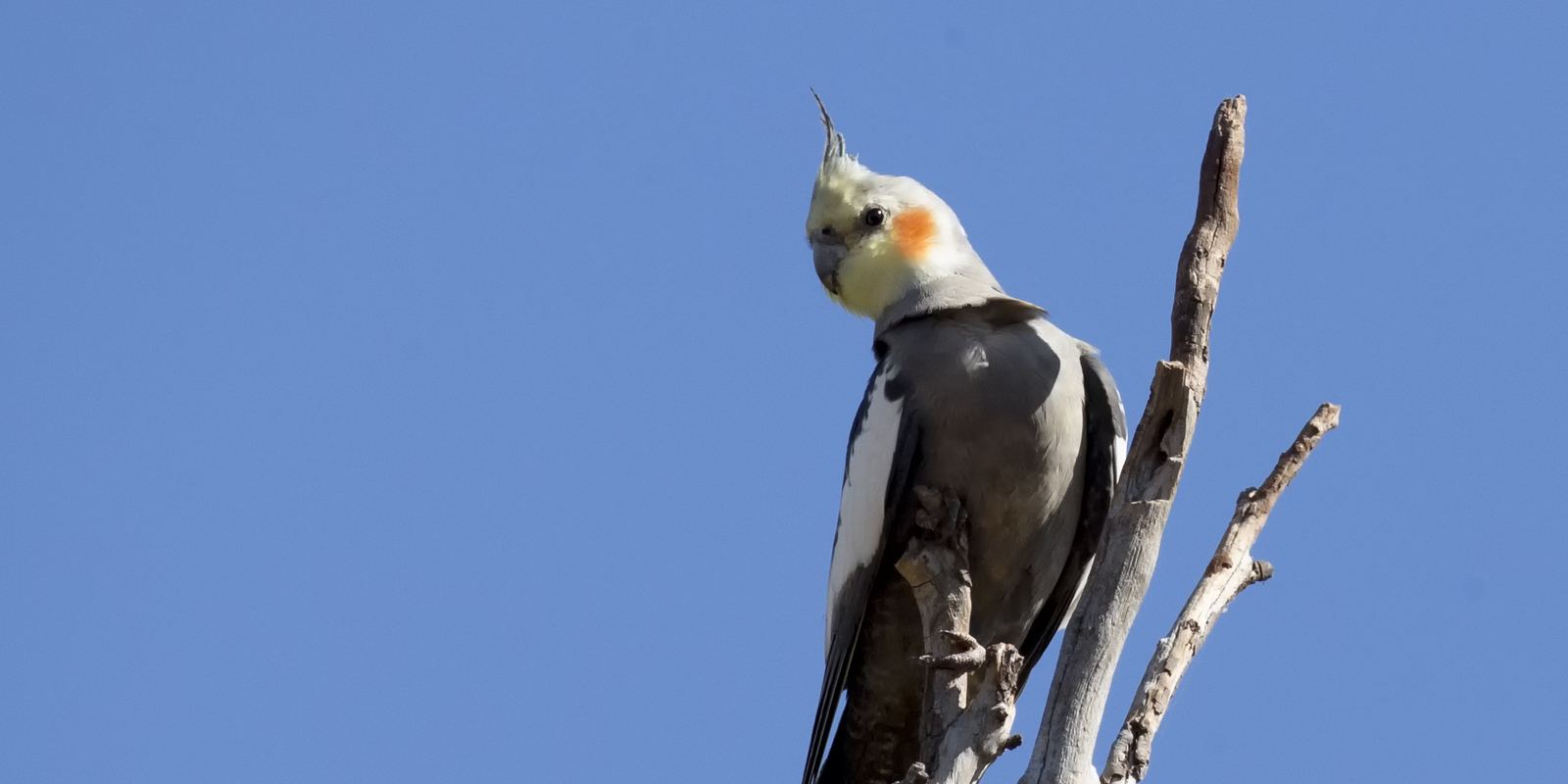 A grey cockatiel with a yellow crest and orange cheek patches