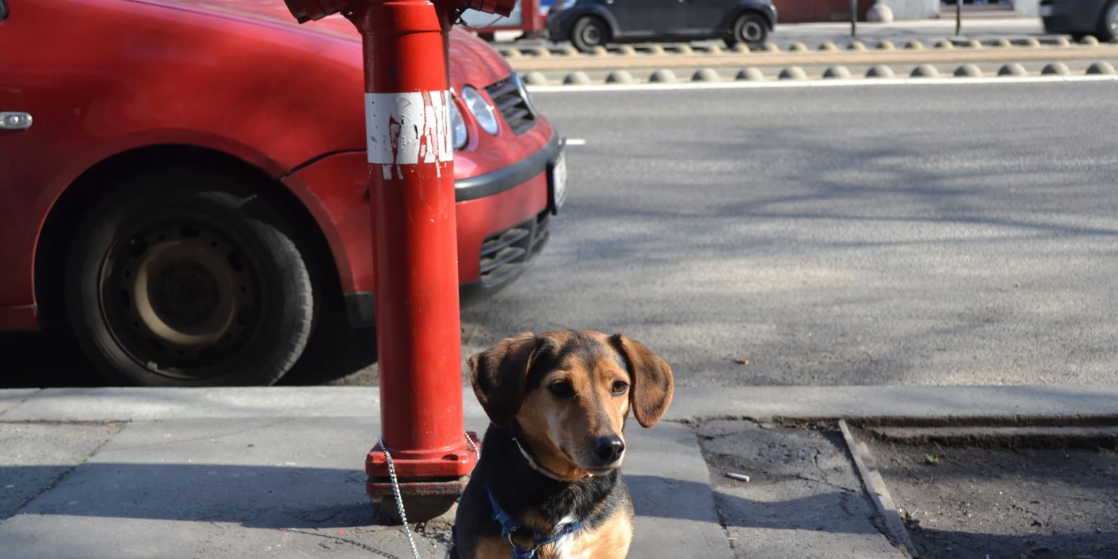 A smooth-coated Dachshund walking on a city street
