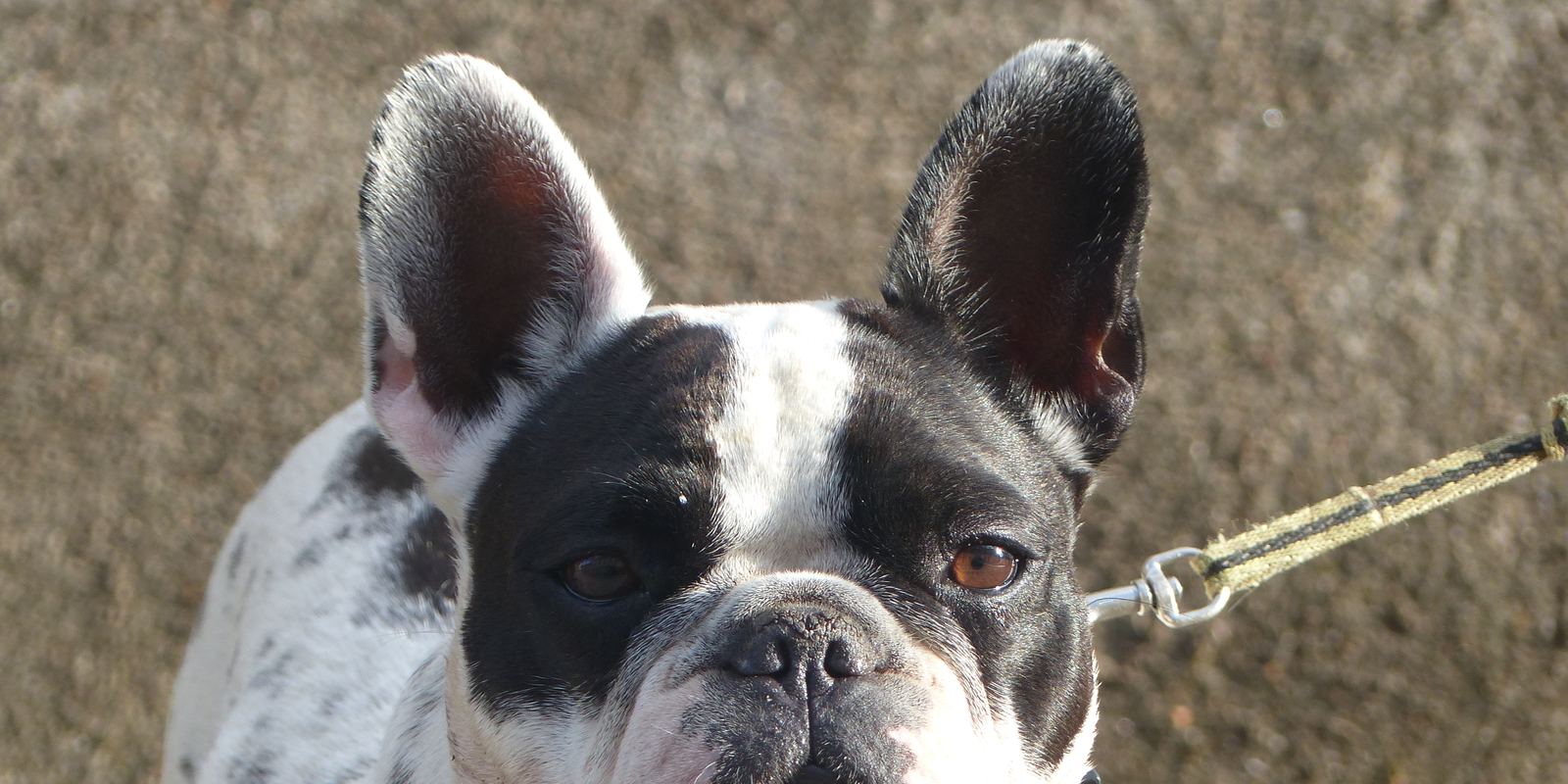 Close-up of a French Bulldog with its large upright bat ears