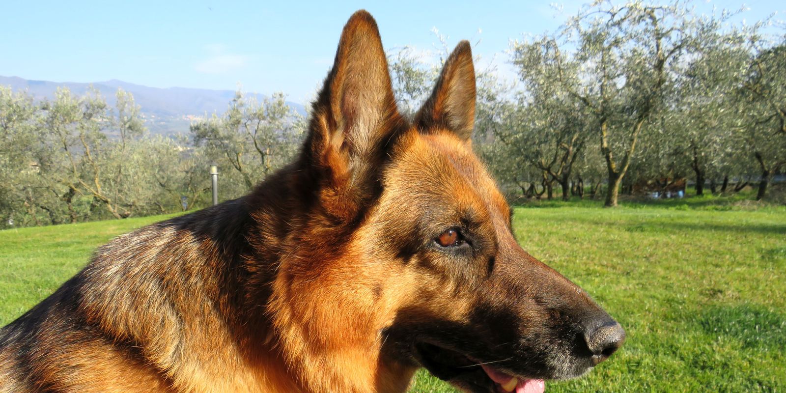 A German Shepherd lying on grass in the sunshine
