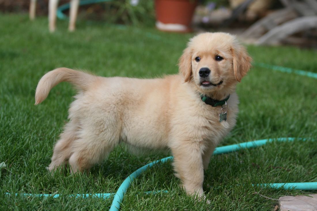 A young Golden Retriever puppy standing on a green lawn