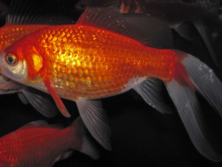 Goldfish