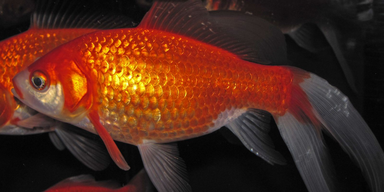 An orange goldfish swimming in clear water
