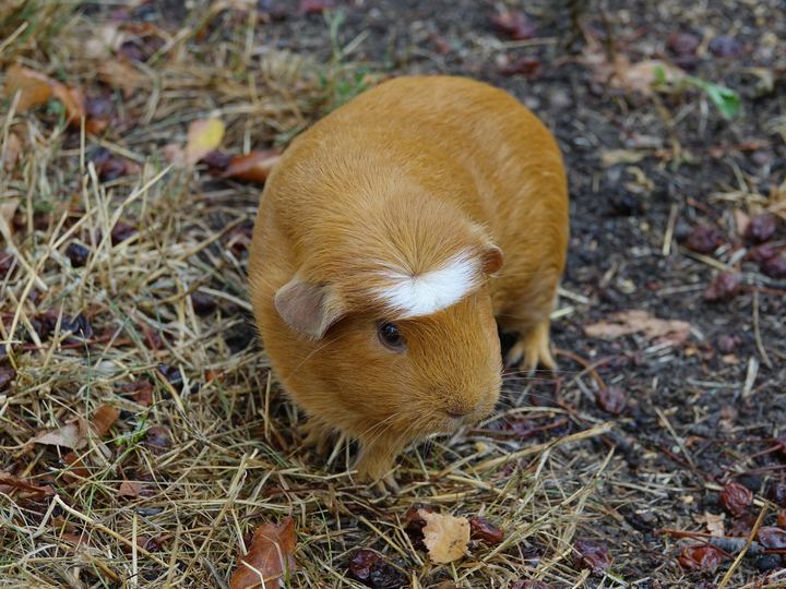 Guinea Pigs