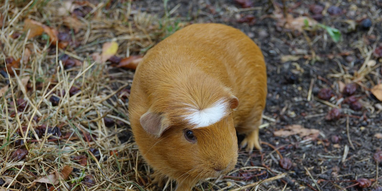 A brown and white guinea pig sitting on straw