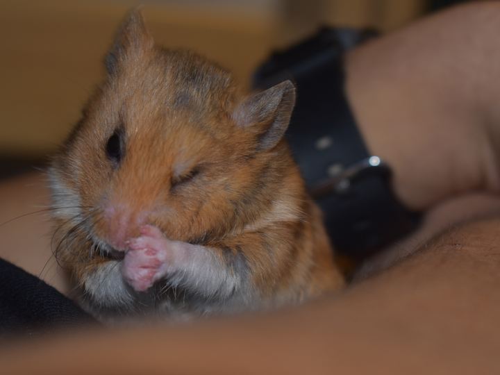 Hamsters