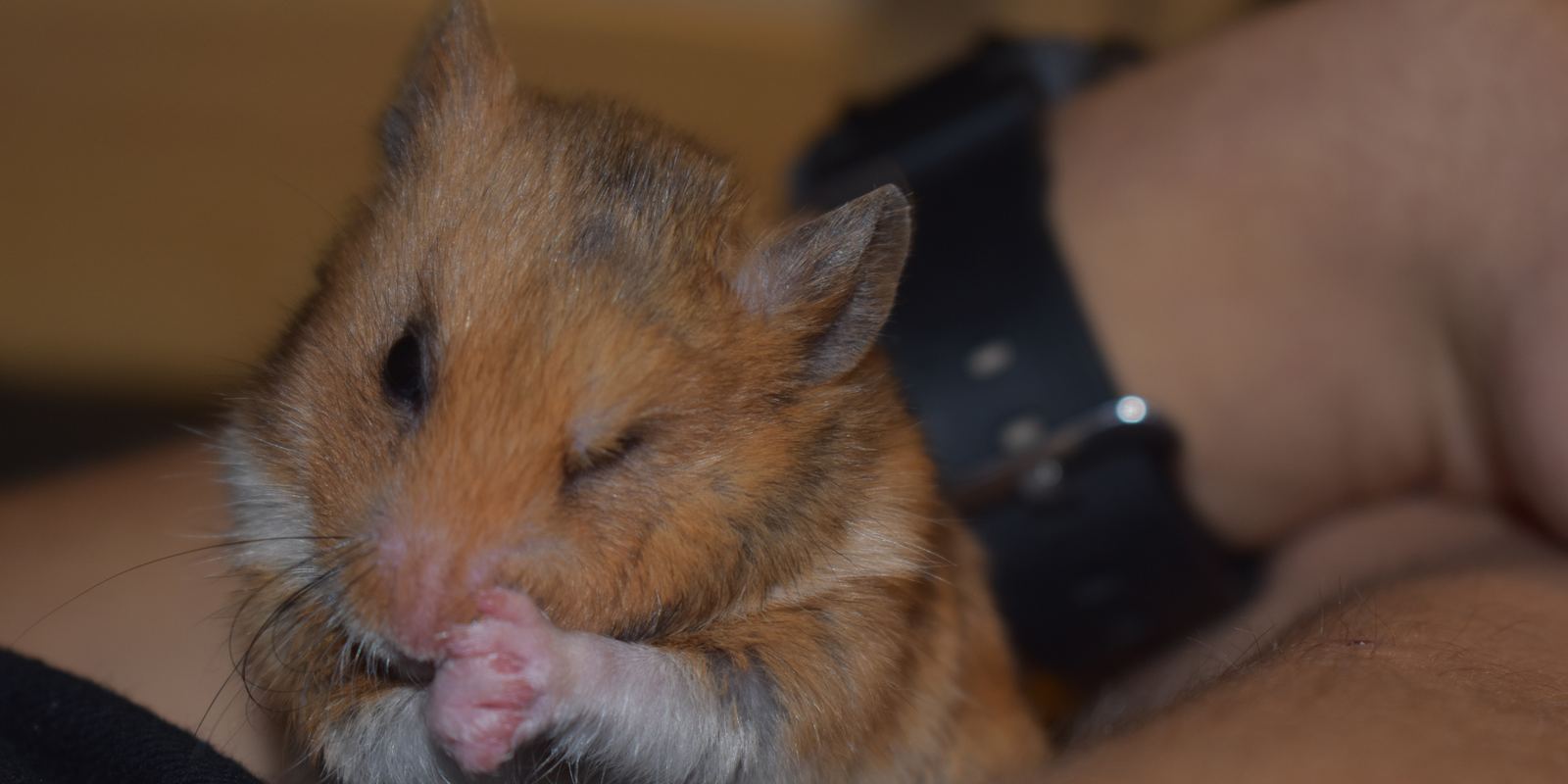 A golden Syrian hamster with one eye half closed