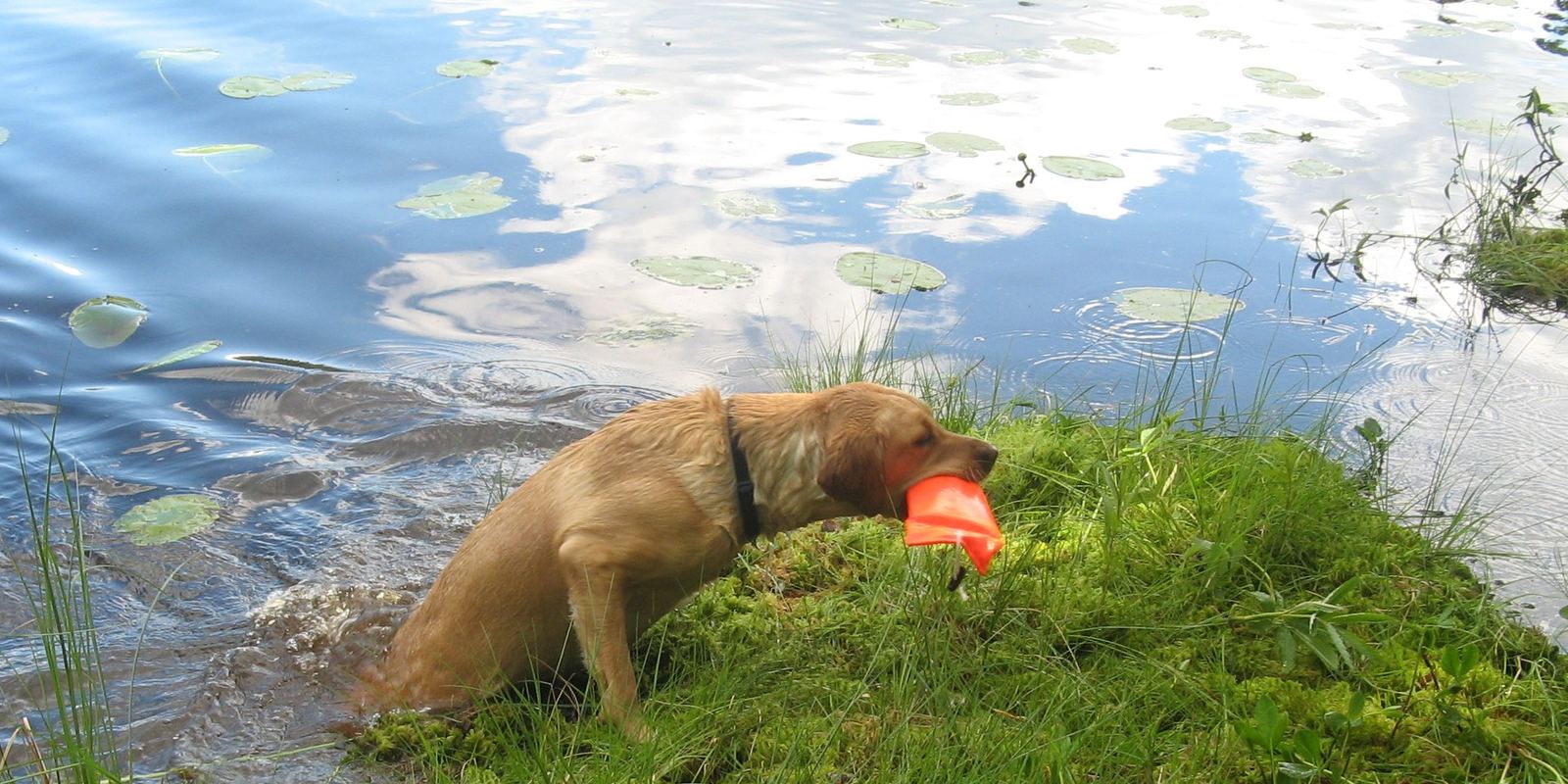 A yellow Labrador Retriever running outdoors