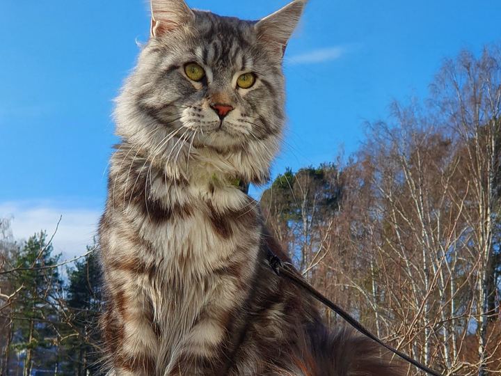 Maine Coon