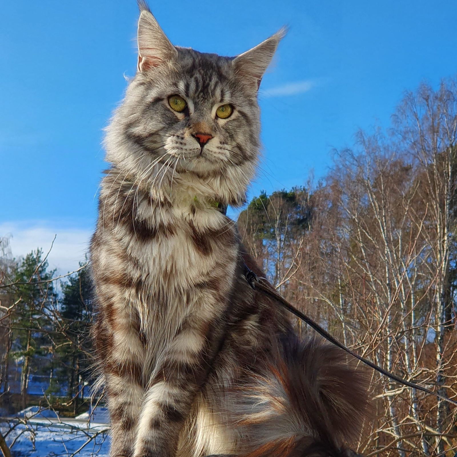 A large brown tabby Maine Coon sitting outdoors on a harness under a blue sky