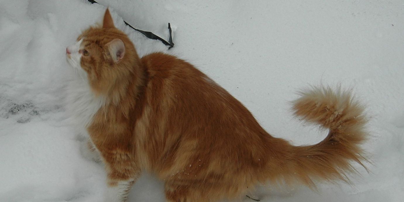 A long-haired Norwegian Forest Cat walking in snow