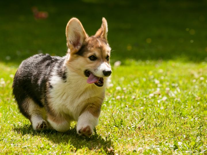 Pembroke Welsh Corgi