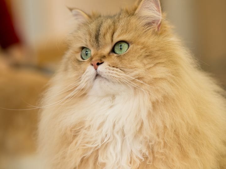 Persian Cat