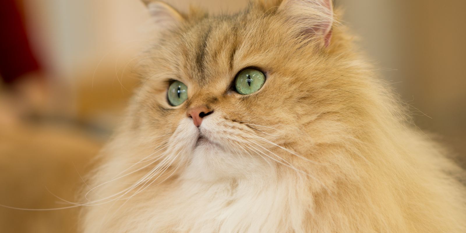 A fluffy cream Persian cat sitting upright