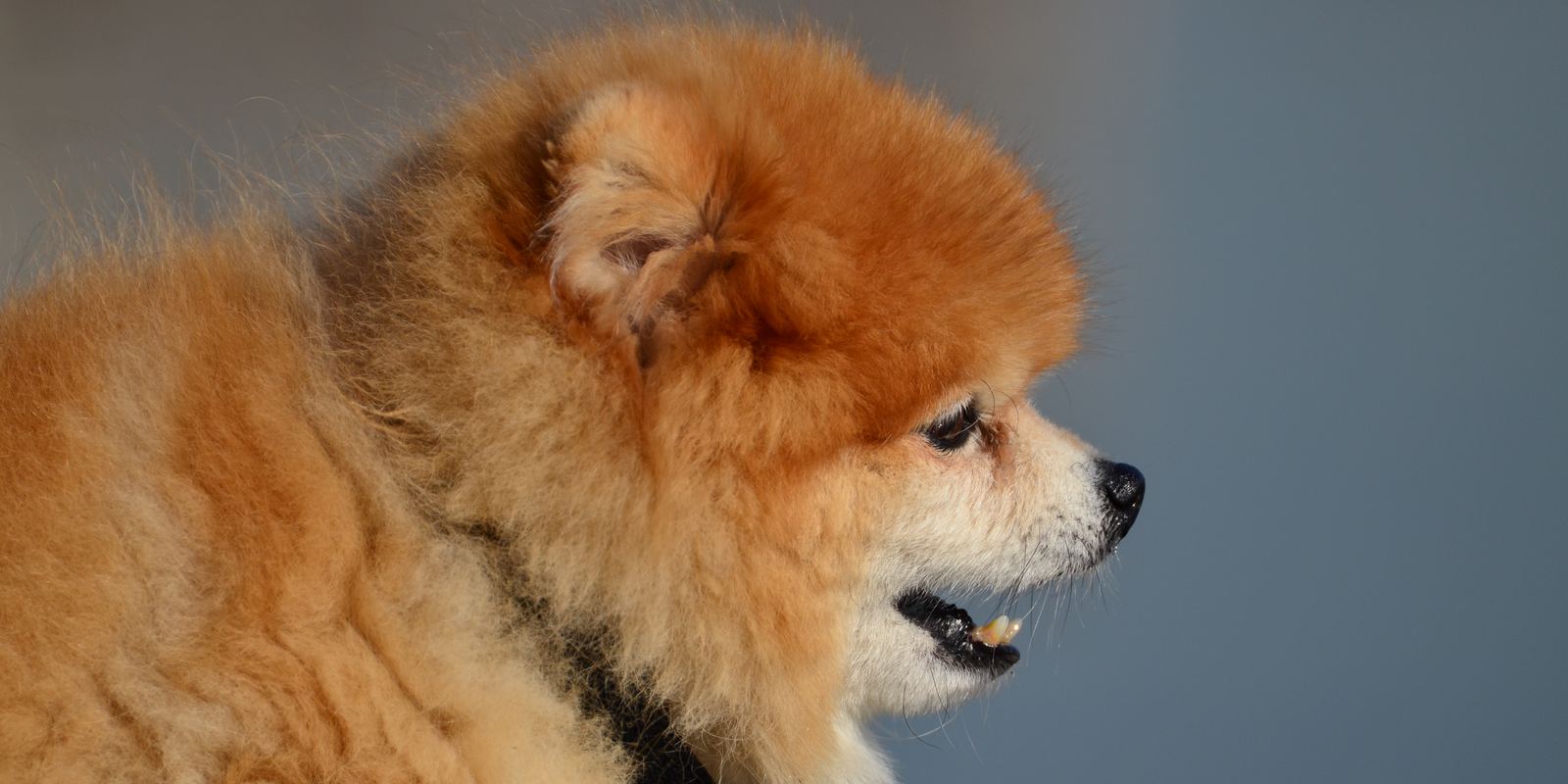 An orange Pomeranian in profile with its fluffy coat