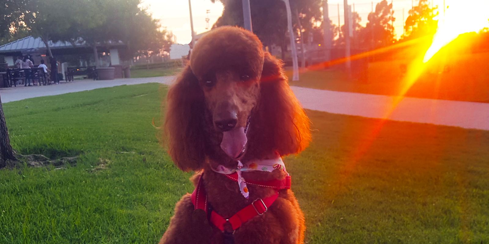 A red Standard Poodle standing on grass