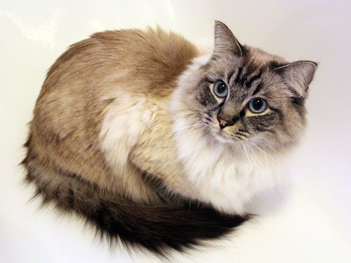 Ragdoll