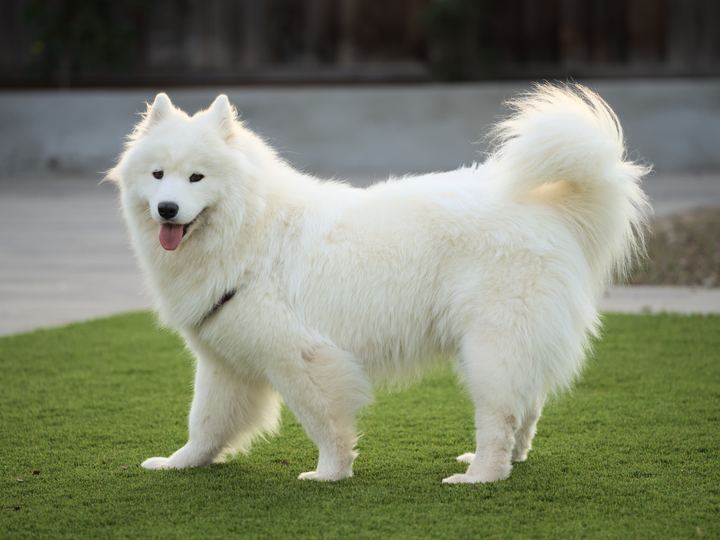 Samoyed