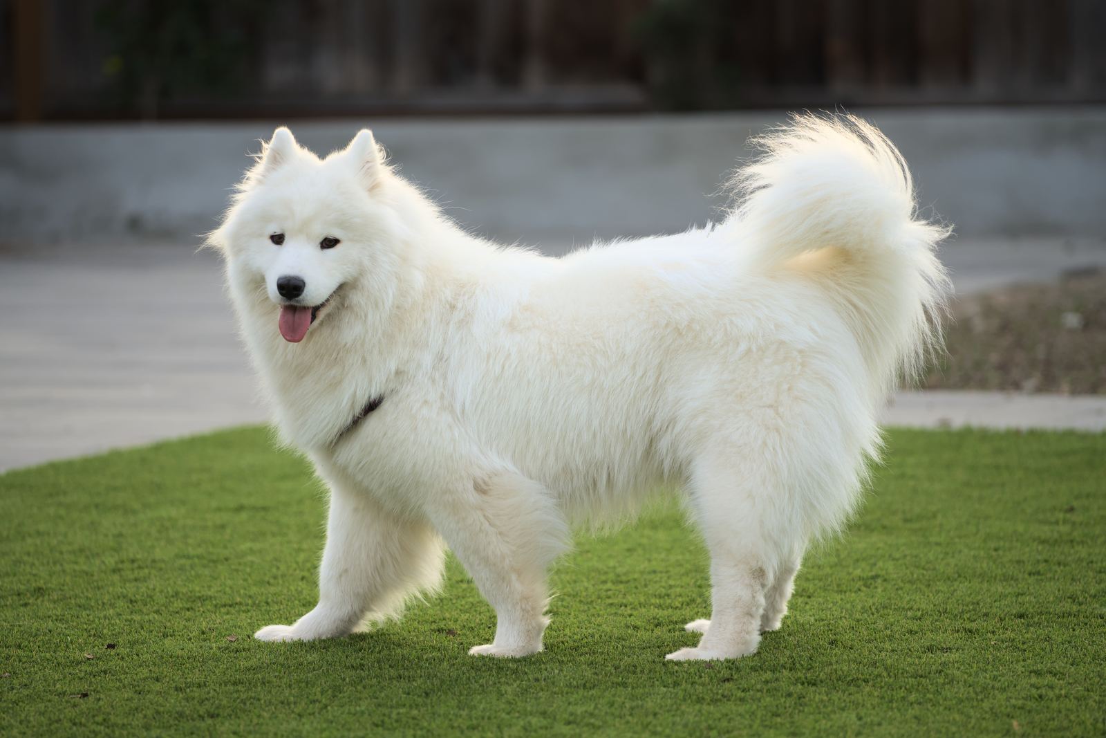 A fluffy white Samoyed standing on grass with its tail curled over its back