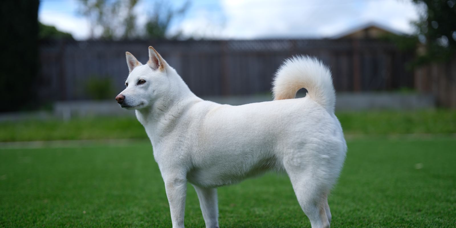 A cream Shiba Inu standing outdoors