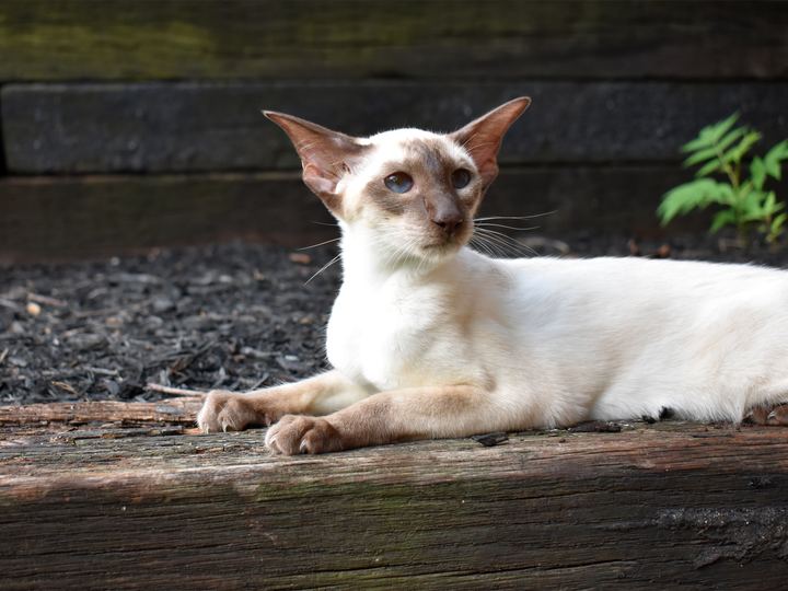 Siamese Cat