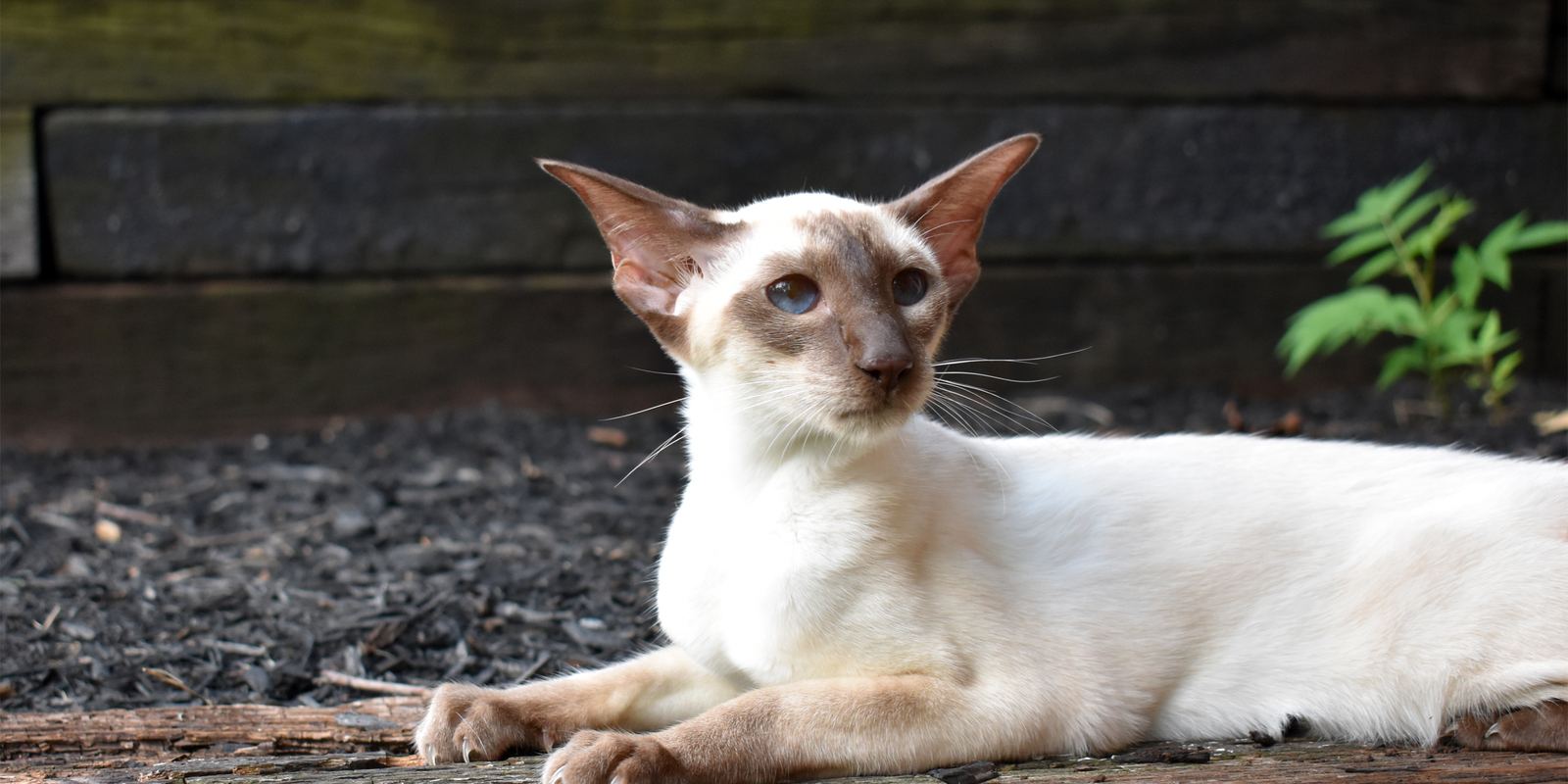 A cream Siamese cat with dark seal points and blue eyes