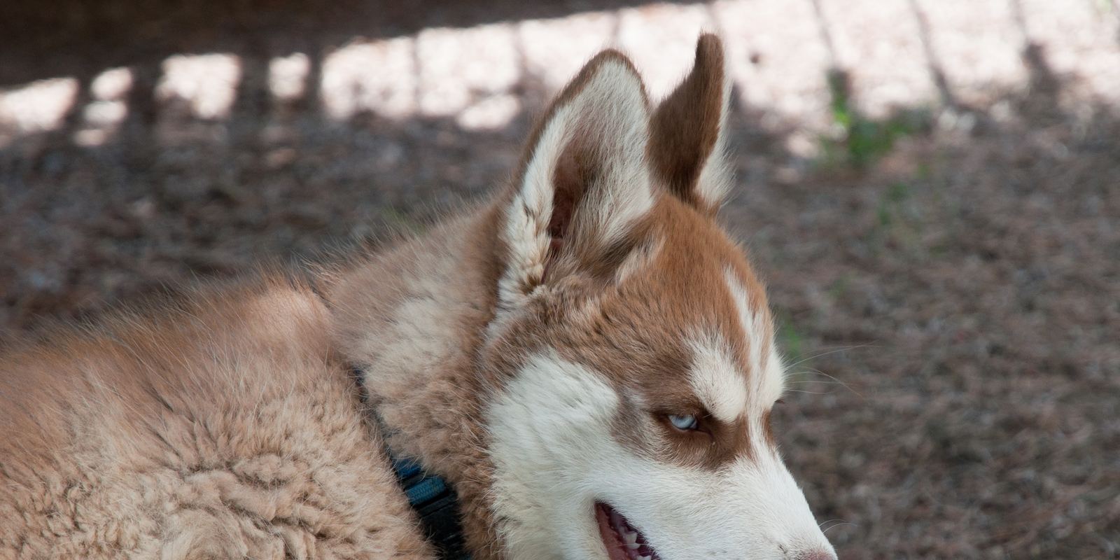 A young grey and white Siberian Husky