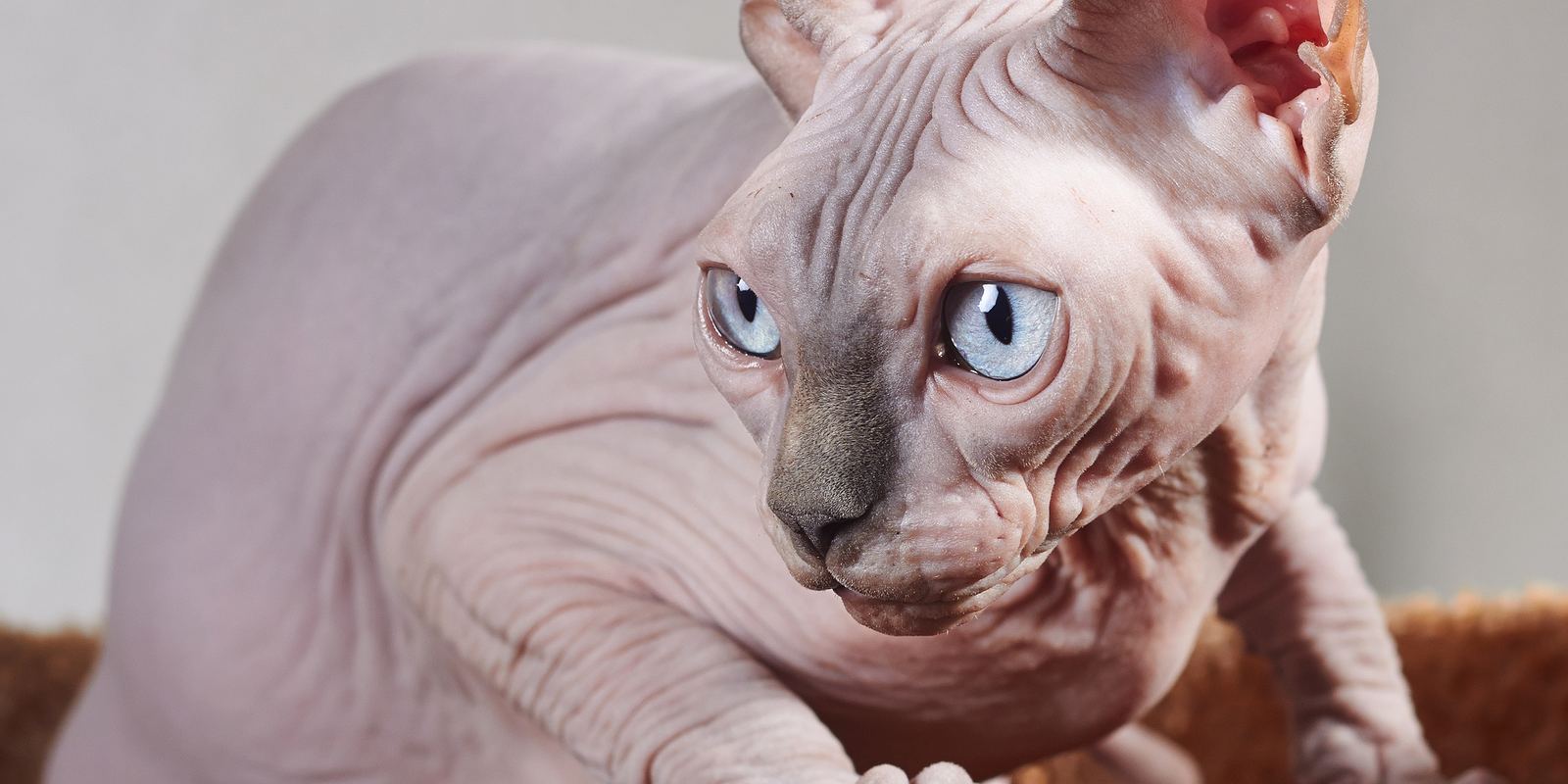 A hairless Sphynx cat with large ears sitting upright