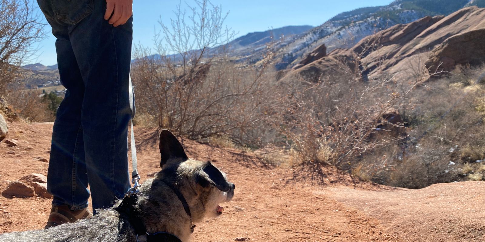A dog on a lead walking on a rocky trail