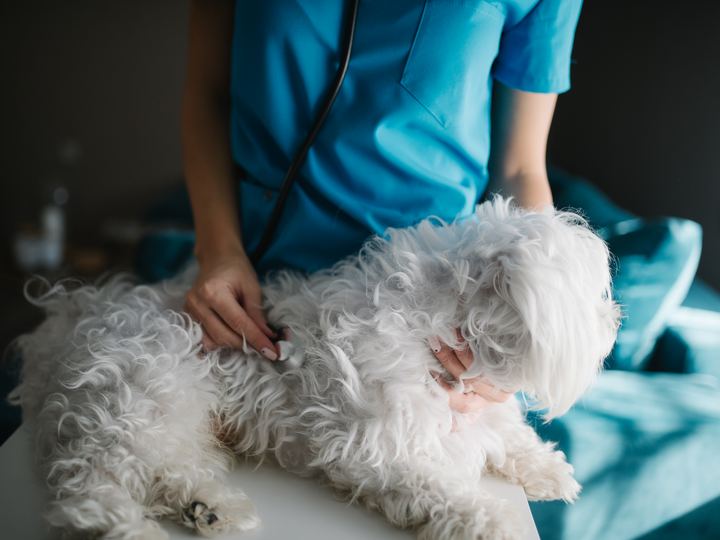 Vet Checkups and Grooming